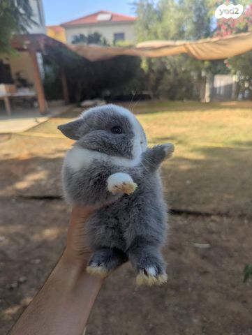 תמונת מודעה - חיות מחמד