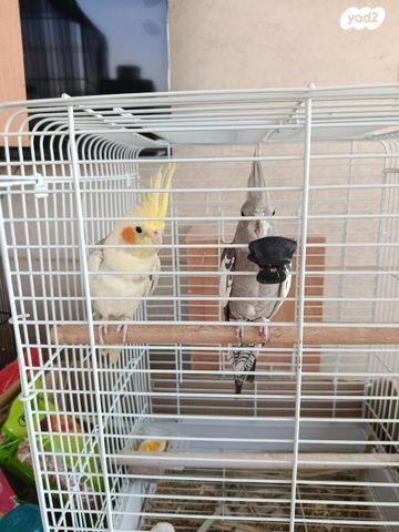 תמונת מודעה - חיות מחמד