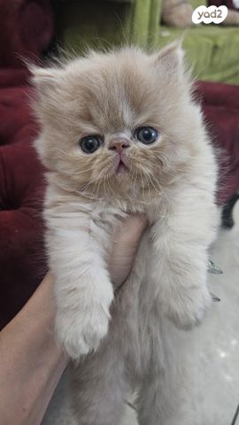 תמונת מודעה - חיות מחמד