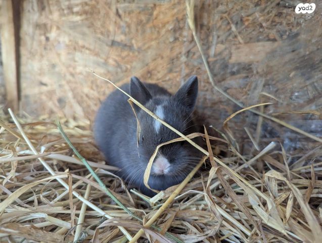 תמונת מודעה - חיות מחמד