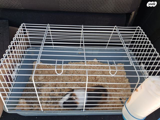 תמונת מודעה - חיות מחמד