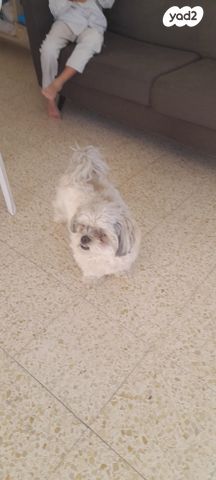 תמונת מודעה - חיות מחמד