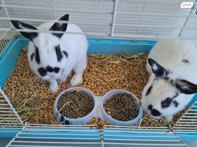 תמונת מודעה - חיות מחמד