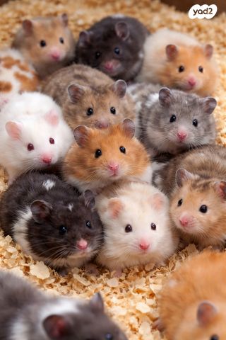 תמונת מודעה - חיות מחמד