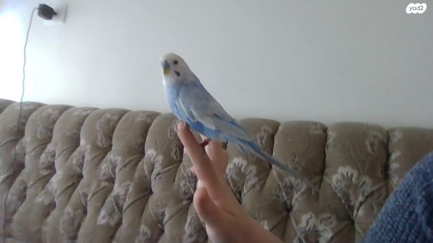 תמונת מודעה - חיות מחמד