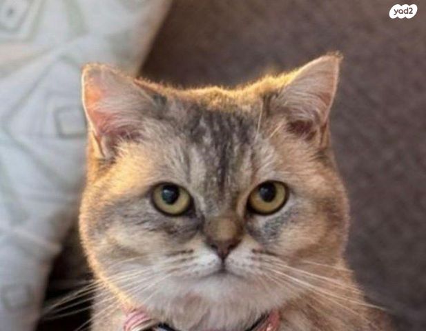 תמונת מודעה - חיות מחמד