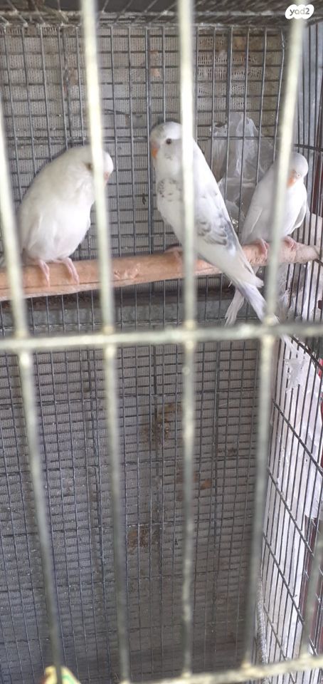 תמונת מודעה - חיות מחמד