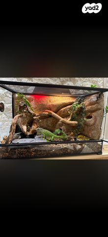 תמונת מודעה - חיות מחמד