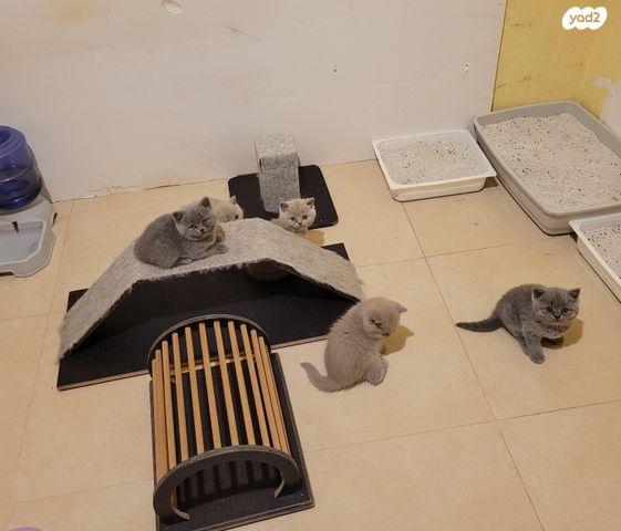 תמונת מודעה - חיות מחמד