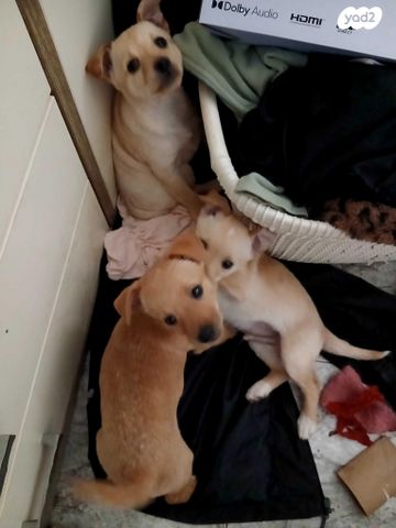 תמונת מודעה - חיות מחמד