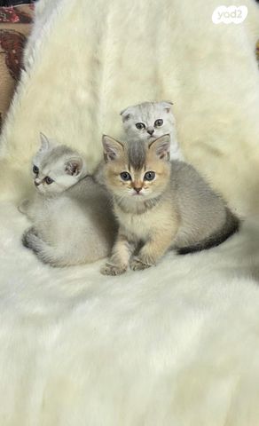 תמונת מודעה - חיות מחמד