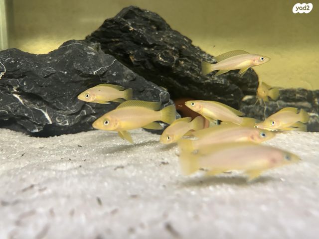 תמונת מודעה - חיות מחמד