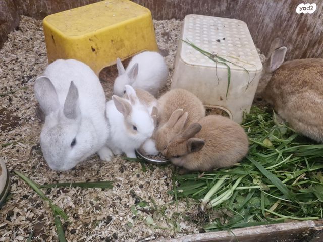 תמונת מודעה - חיות מחמד