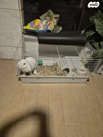 תמונת מודעה - חיות מחמד