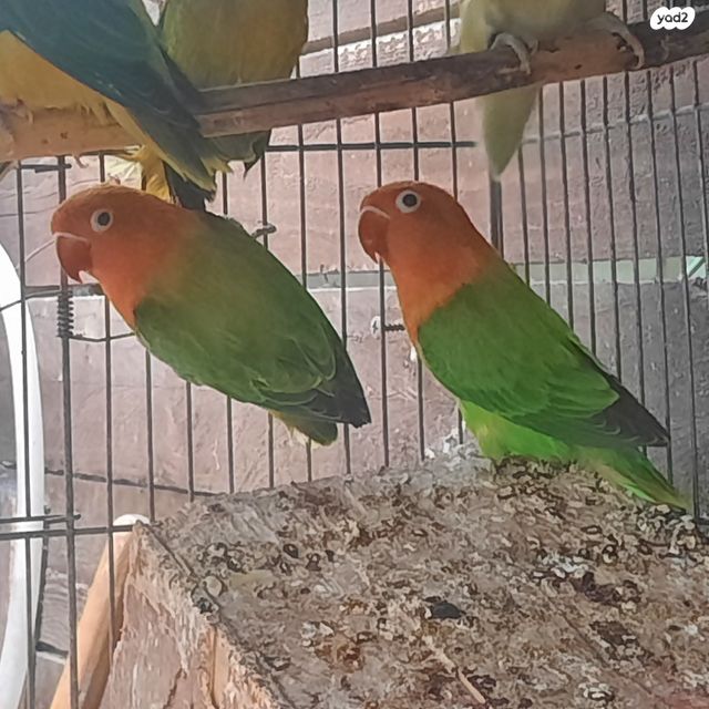 תמונת מודעה - חיות מחמד