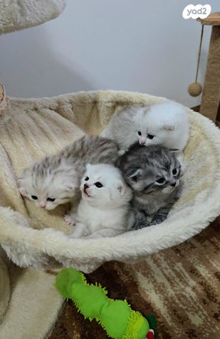 תמונת מודעה - חיות מחמד