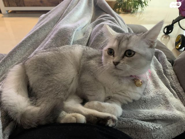 תמונת מודעה - חיות מחמד