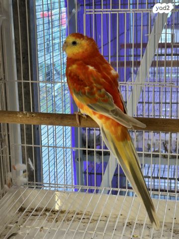 תמונת מודעה - חיות מחמד