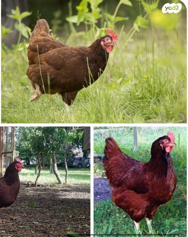 תמונת מודעה - חיות מחמד