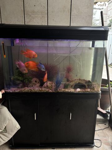 תמונת מודעה - חיות מחמד