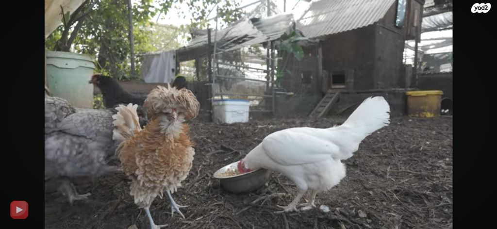 תמונת מודעה - חיות מחמד