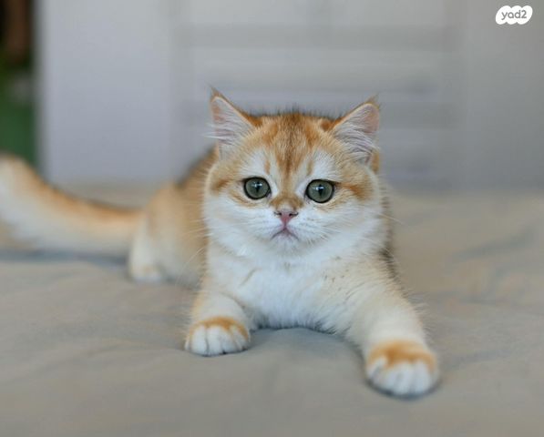 תמונת מודעה - חיות מחמד