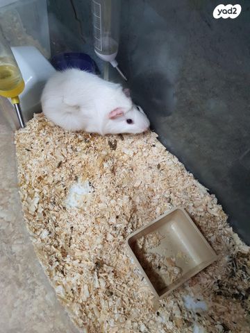 תמונת מודעה - חיות מחמד