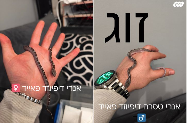 תמונת מודעה - חיות מחמד