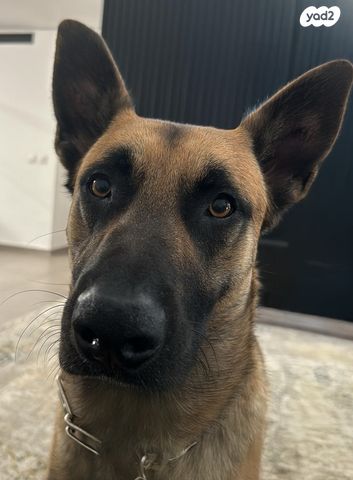 תמונת מודעה - חיות מחמד