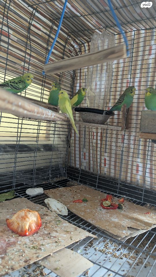 תמונת מודעה - חיות מחמד