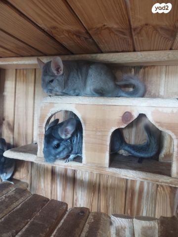 תמונת מודעה - חיות מחמד