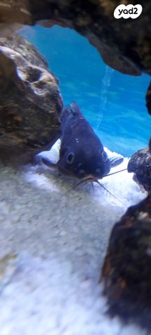 תמונת מודעה - חיות מחמד