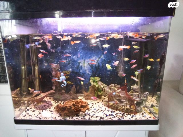 תמונת מודעה - חיות מחמד