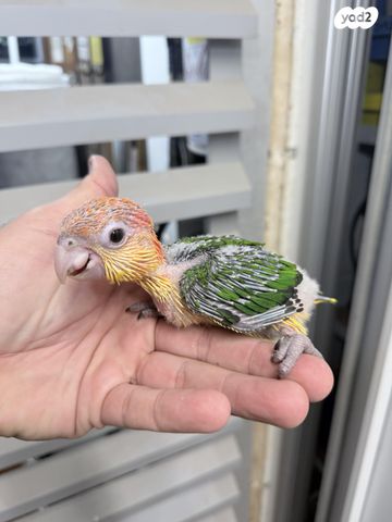 תמונת מודעה - חיות מחמד