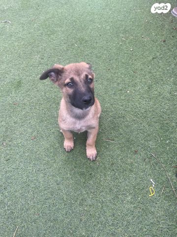 תמונת מודעה - חיות מחמד