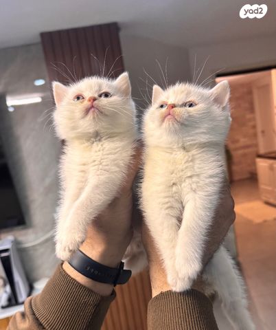 תמונת מודעה - חיות מחמד