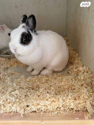 תמונת מודעה - חיות מחמד