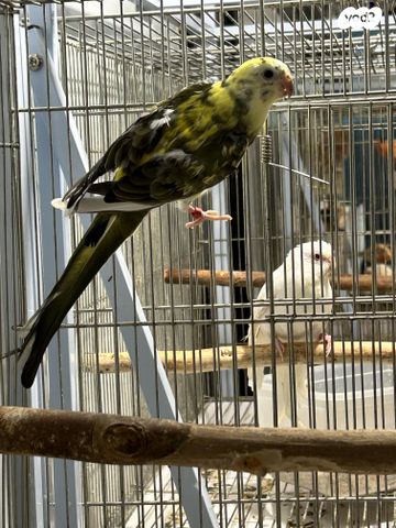 תמונת מודעה - חיות מחמד