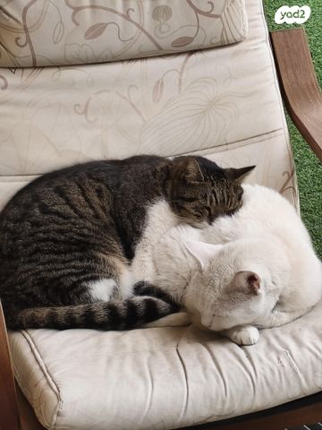 תמונת מודעה - חיות מחמד