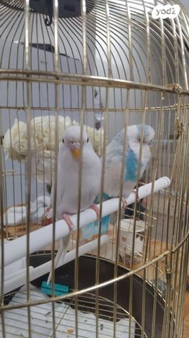 תמונת מודעה - חיות מחמד