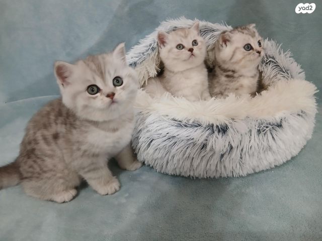 תמונת מודעה - חיות מחמד