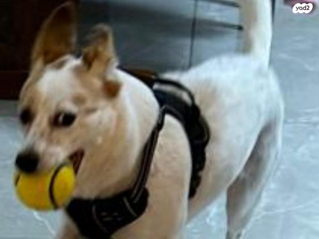 תמונת מודעה - חיות מחמד