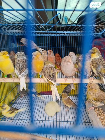 תמונת מודעה - חיות מחמד