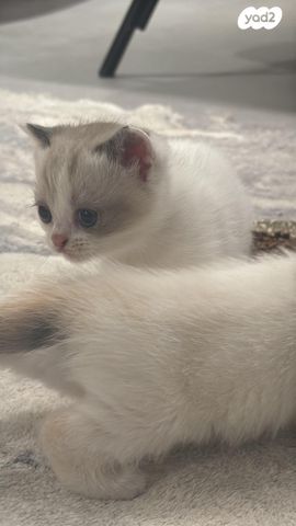 תמונת מודעה - חיות מחמד