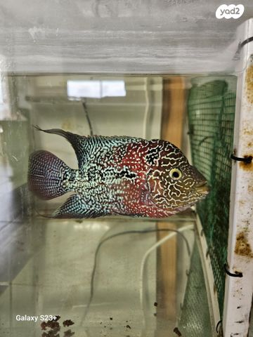 תמונת מודעה - חיות מחמד