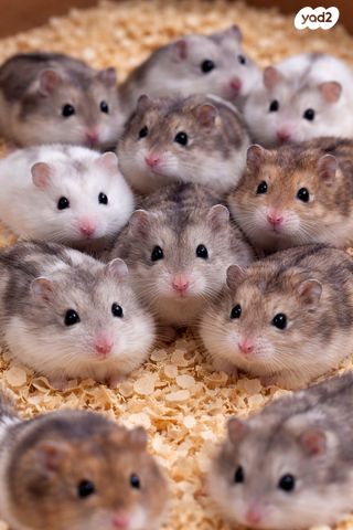 תמונת מודעה - חיות מחמד