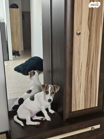 תמונת מודעה - חיות מחמד