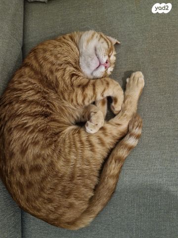 תמונת מודעה - חיות מחמד