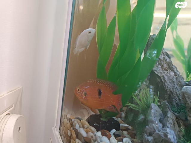 תמונת מודעה - חיות מחמד