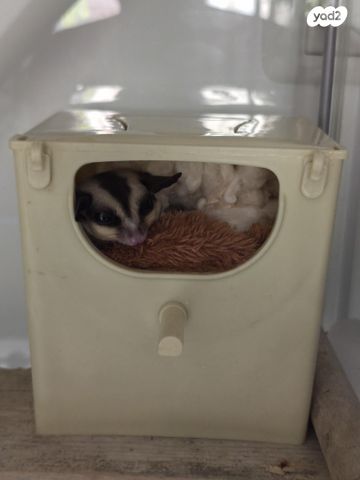 תמונת מודעה - חיות מחמד